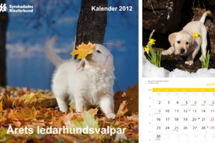 Framsidan på kalendern ”Årets ledarhundsvalpar”: liten vit hund sniffar på gulnat blad.